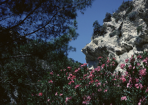 LEICA M3, SUMMICRON 2/50